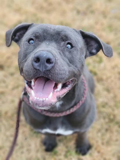 Enlarge Eleven, a Adoptable mixed breed in Hobart, IN image 1/3