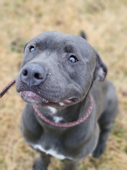 Enlarge Eleven, a Adoptable mixed breed in Hobart, IN image 2/3