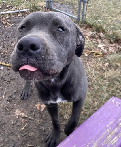 Enlarge Eleven, a Adoptable mixed breed in Hobart, IN image 3/3