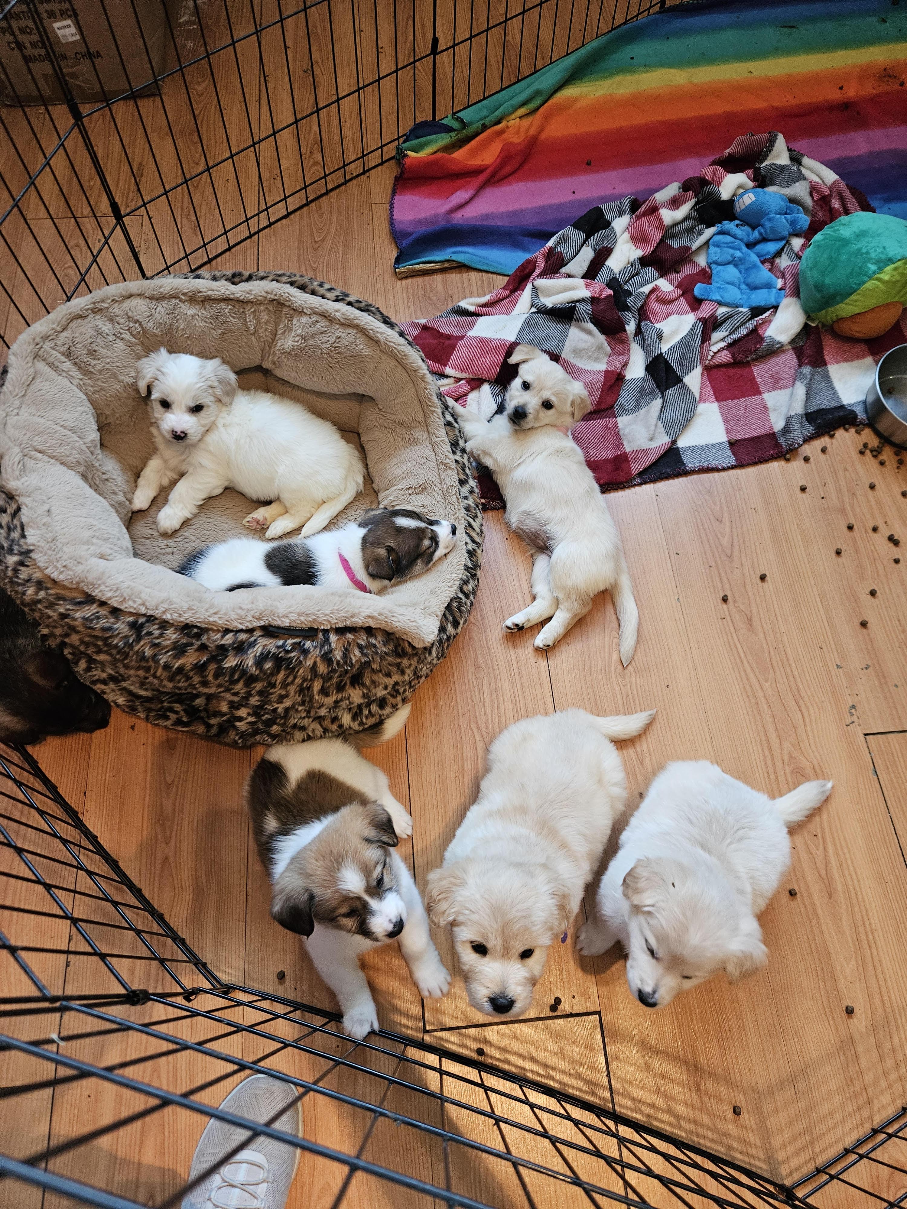 Doodle puppies, ADOPTABLE, Puppy Female Labradoodle.