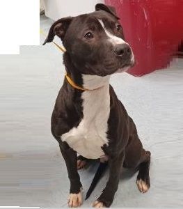 Tank, Young Male Pit Bull Terrier