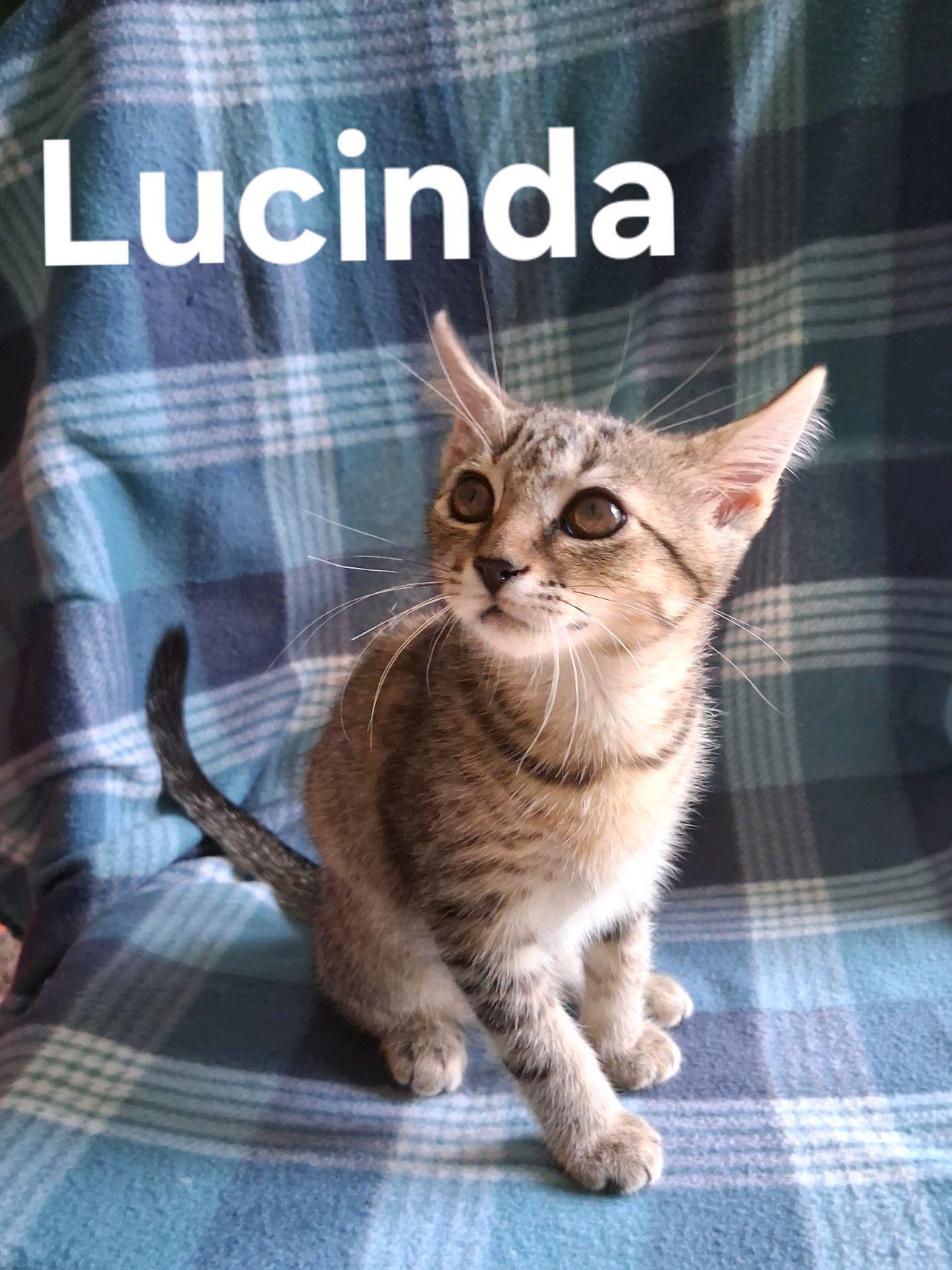 Lucinda, a ADOPTABLE American Shorthair in Murfreesboro, TN image 2/2