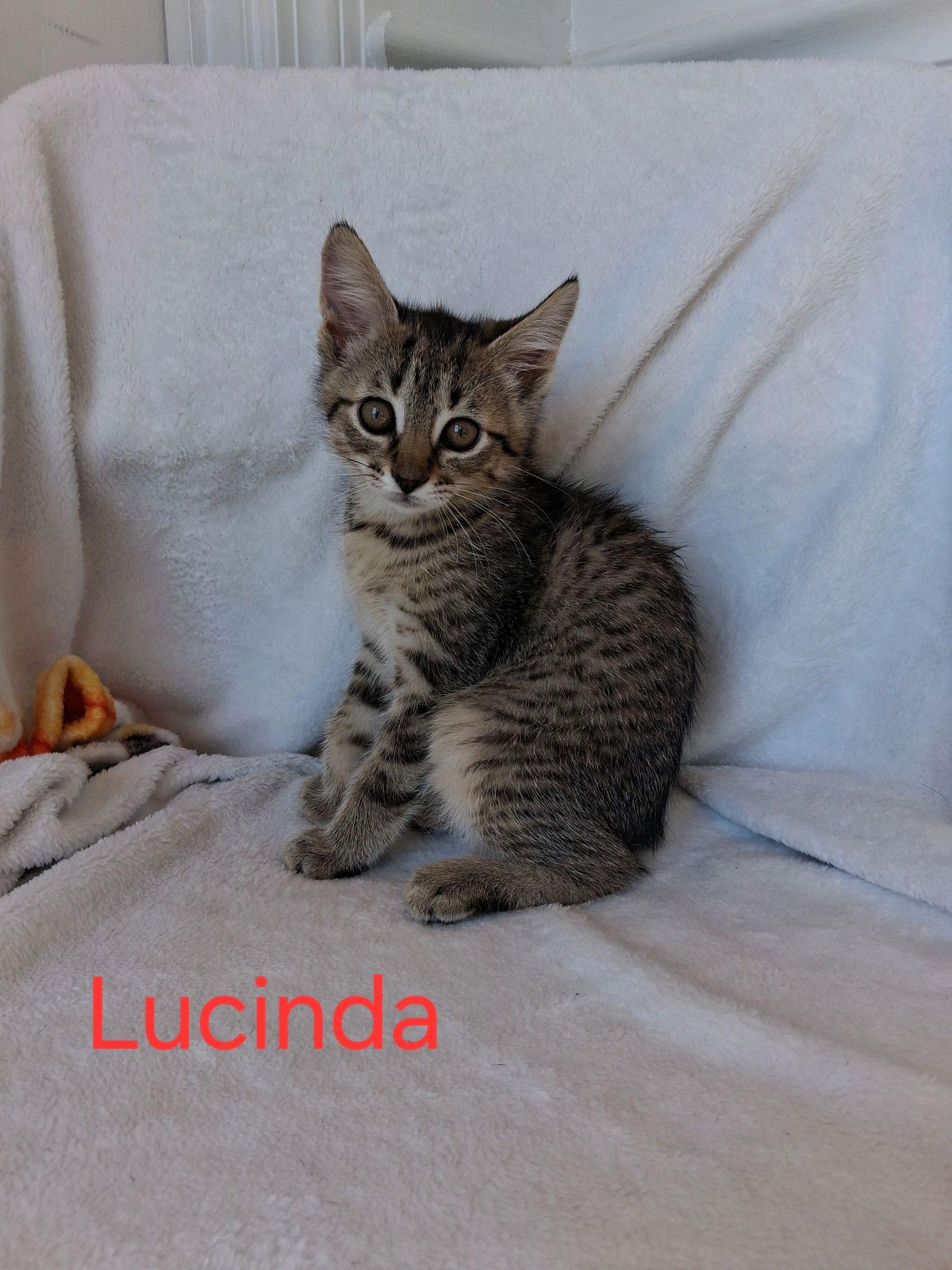 Lucinda, a ADOPTABLE American Shorthair in Murfreesboro, TN image 1/2