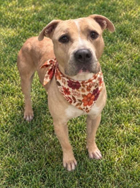 MYA, Adoptable, Adult Female Pit Bull Terrier & Mixed Breed.