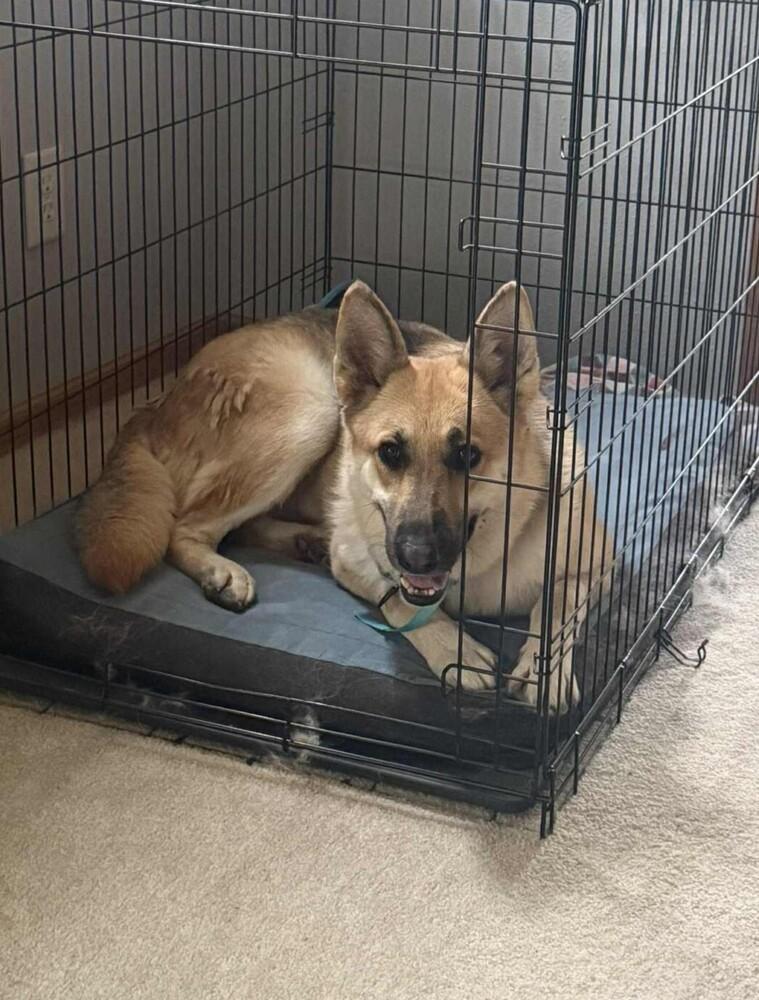 Livie, Adoptable, Adult Female German Shepherd Dog.