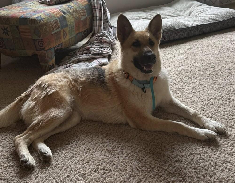 Livie, Adoptable, Adult Female German Shepherd Dog.