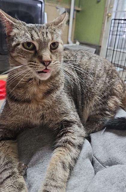 Riley, Adoptable, Young Female Domestic Short Hair & Domestic Short Hair.