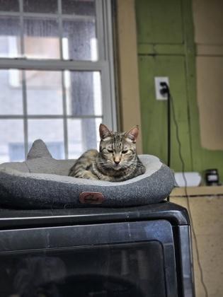 Enlarge Riley, a Adoptable mixed breed in Berwick, PA image 2/2