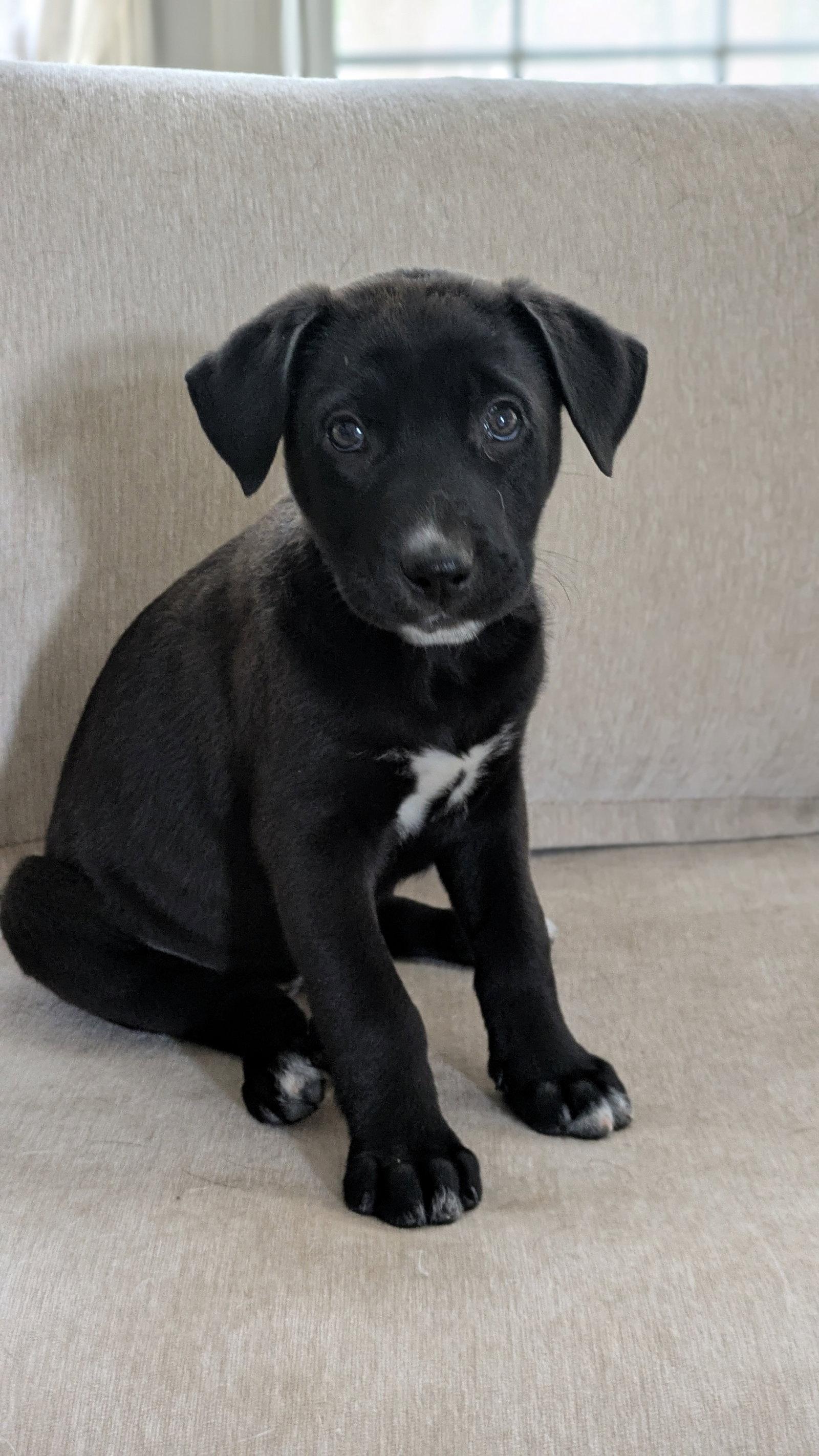 Penelope, Adoptable, Puppy Female Labrador Retriever.