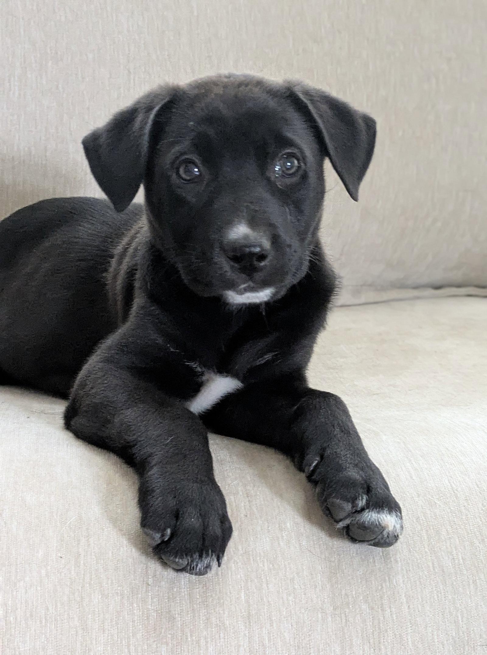 Enlarge Penelope, a Adoptable Labrador Retriever in Antioch, TN image 2/3