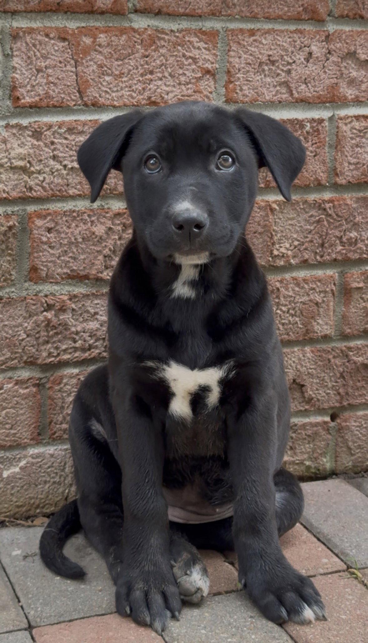 Enlarge Penelope, a Adoptable Labrador Retriever in Antioch, TN image 3/3