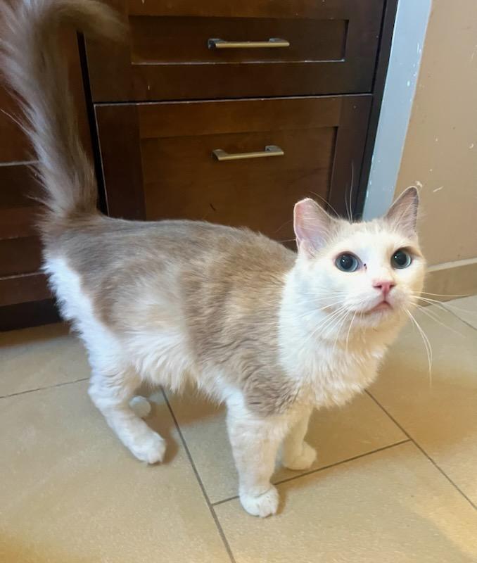 Enlarge Inga Binga, a Adoptable mixed breed in Tustin, CA image 3/5