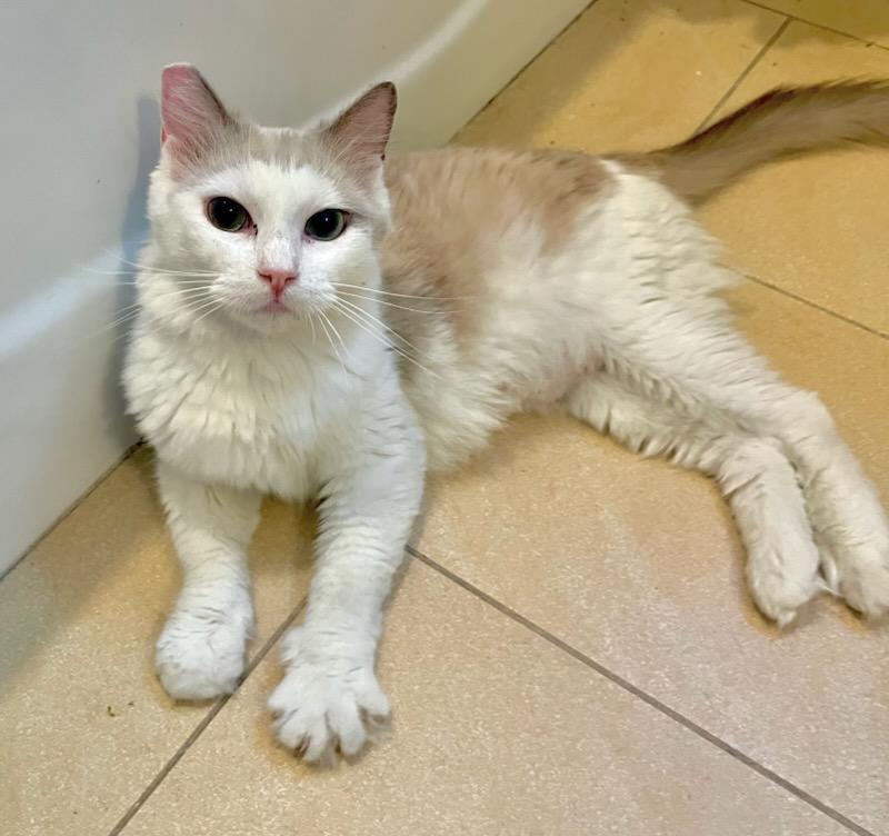 Inga Binga, Adoptable, Adult Female Siamese & Ragdoll.