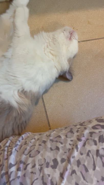 Enlarge Inga Binga, a Adoptable mixed breed in Tustin, CA video 5/5