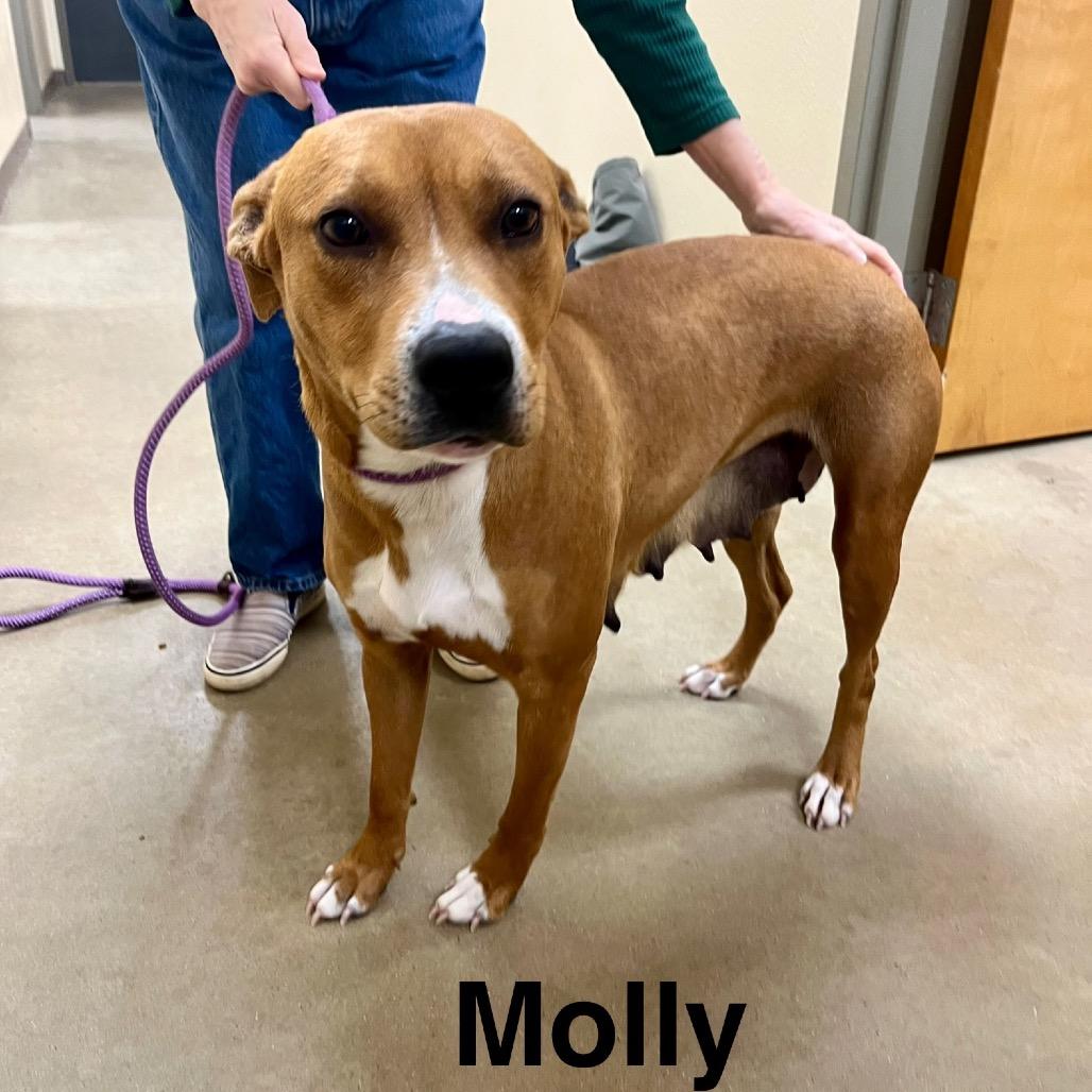 Molly, Adoptable, Adult Female Terrier & Mixed Breed.