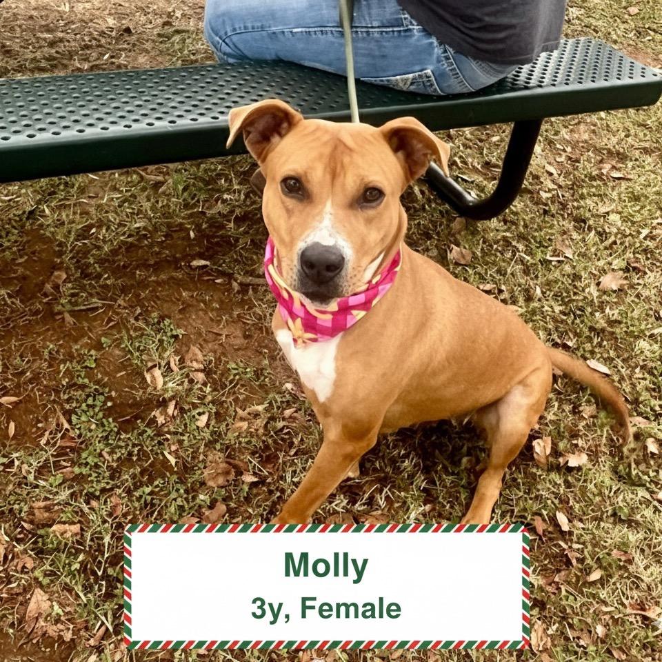Molly, a Adoptable mixed breed in Palestine, TX image 2/6