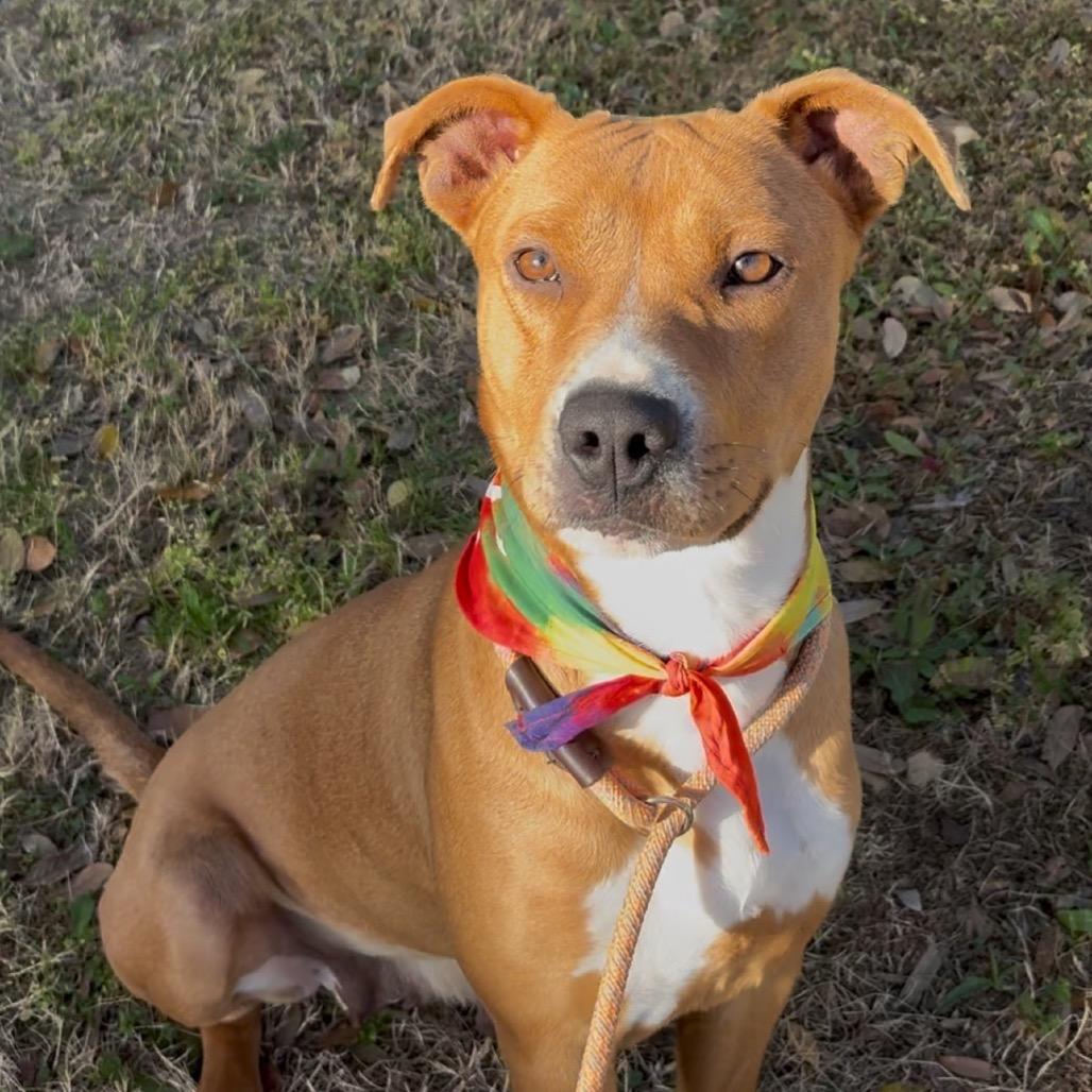 Molly, a Adoptable mixed breed in Palestine, TX image 3/6