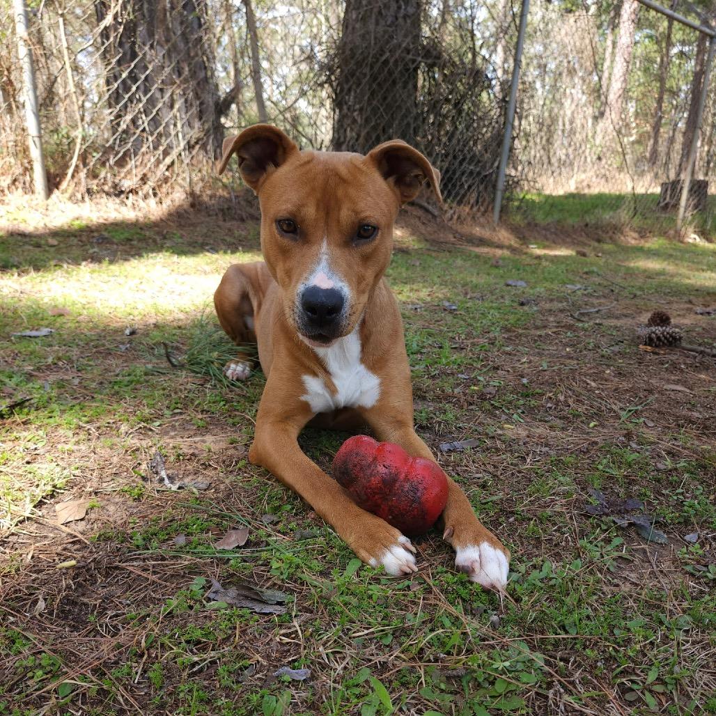 Molly, a Adoptable mixed breed in Palestine, TX image 5/6