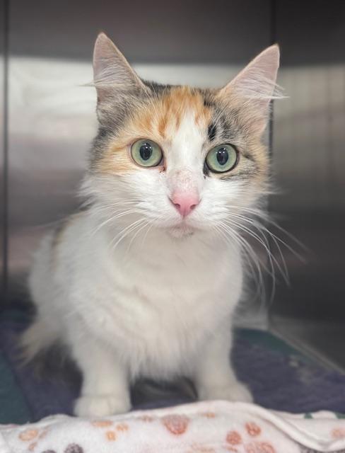 FLORENCE*, Adoptable, Adult Female Domestic Medium Hair.