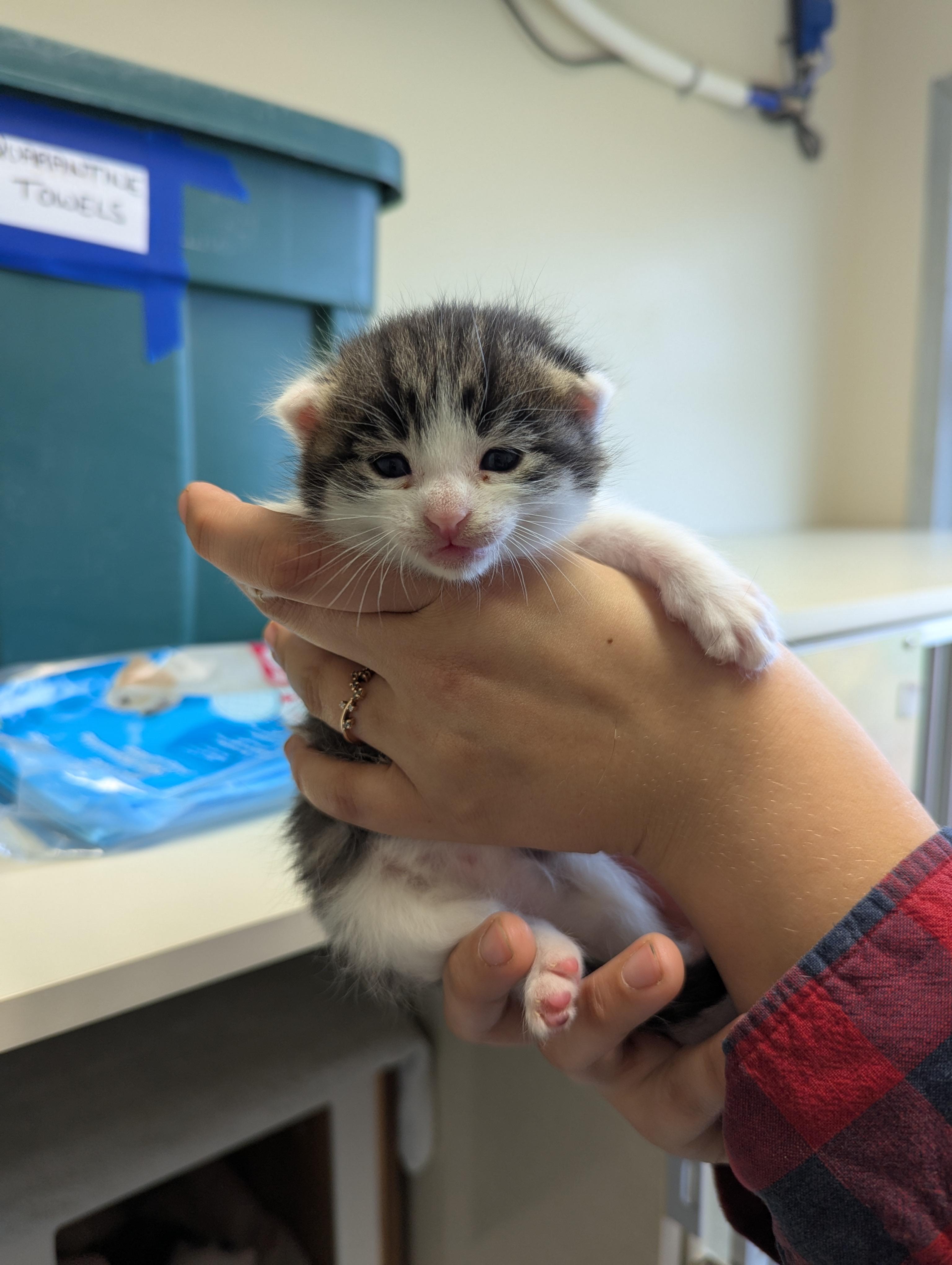 Sadness, an adoptable Domestic Short Hair in Morden, MB, R6M 1Y4 | Photo Image 1