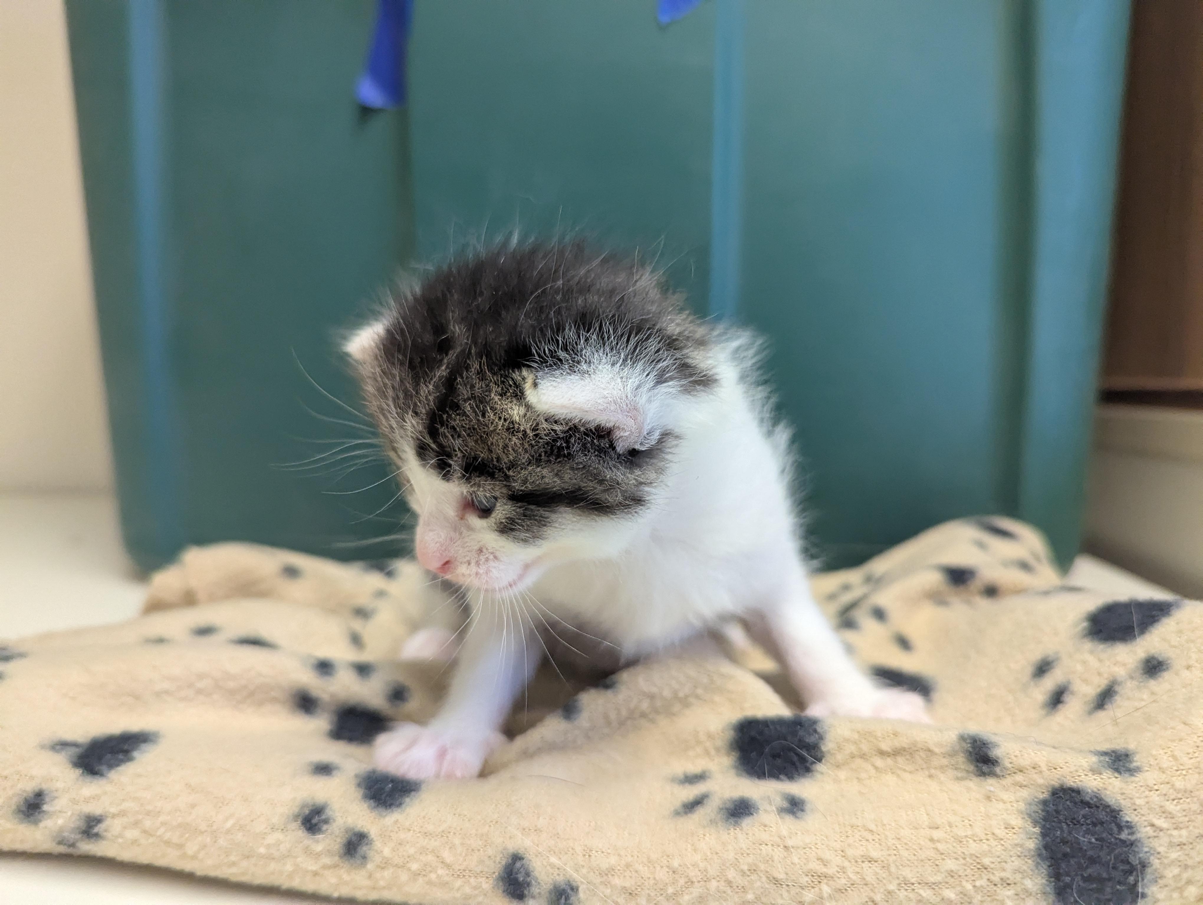 Sadness, an adoptable Domestic Short Hair in Morden, MB, R6M 1Y4 | Photo Image 3