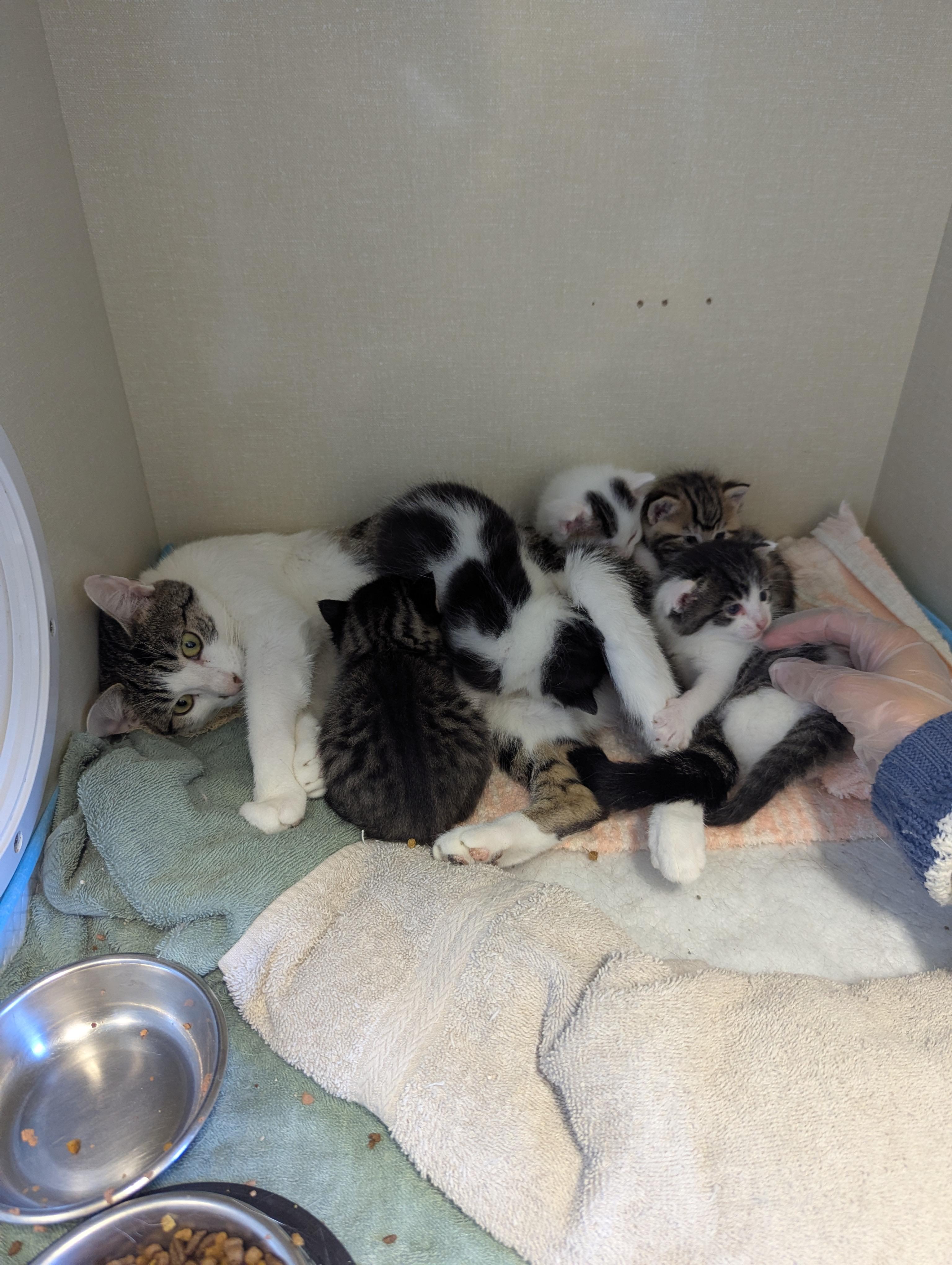 Sadness, an adoptable Domestic Short Hair in Morden, MB, R6M 1Y4 | Photo Image 2