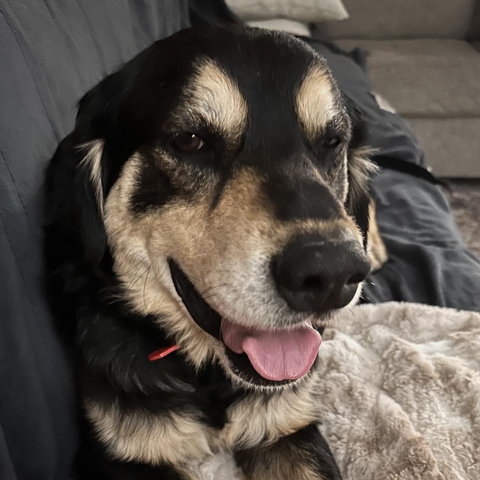 Enlarge Teddy, an adopted mixed breed in Heber Springs, AR image 3/3