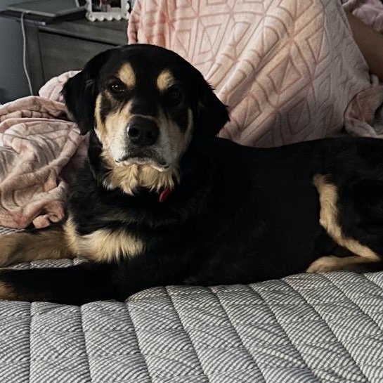 Enlarge Teddy, an adopted mixed breed in Heber Springs, AR image 2/3