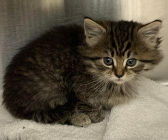 Sesame, Adopted, Adult Female Domestic Long Hair.