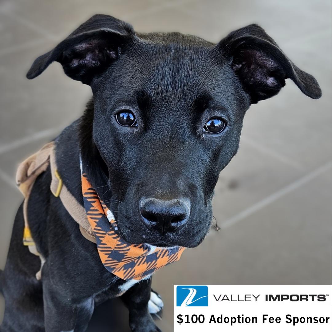 Enlarge Miggy, a Adoptable Labrador Retriever in Fargo, ND image 1/3