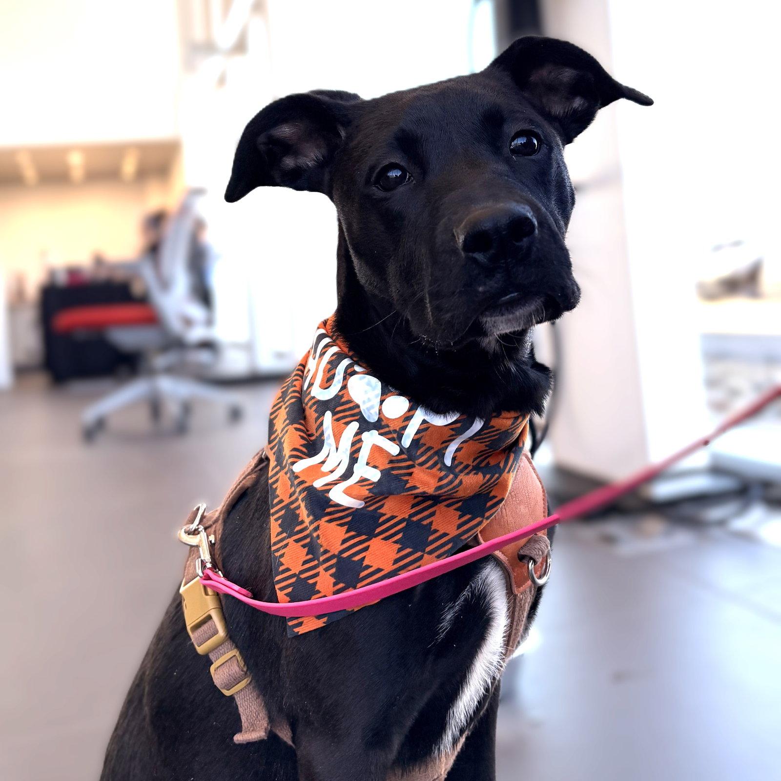 Enlarge Miggy, a Adoptable Labrador Retriever in Fargo, ND image 2/3