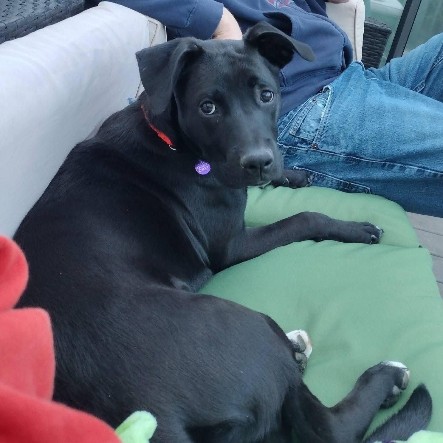 Enlarge Miggy, a Adoptable Labrador Retriever in Fargo, ND image 3/3