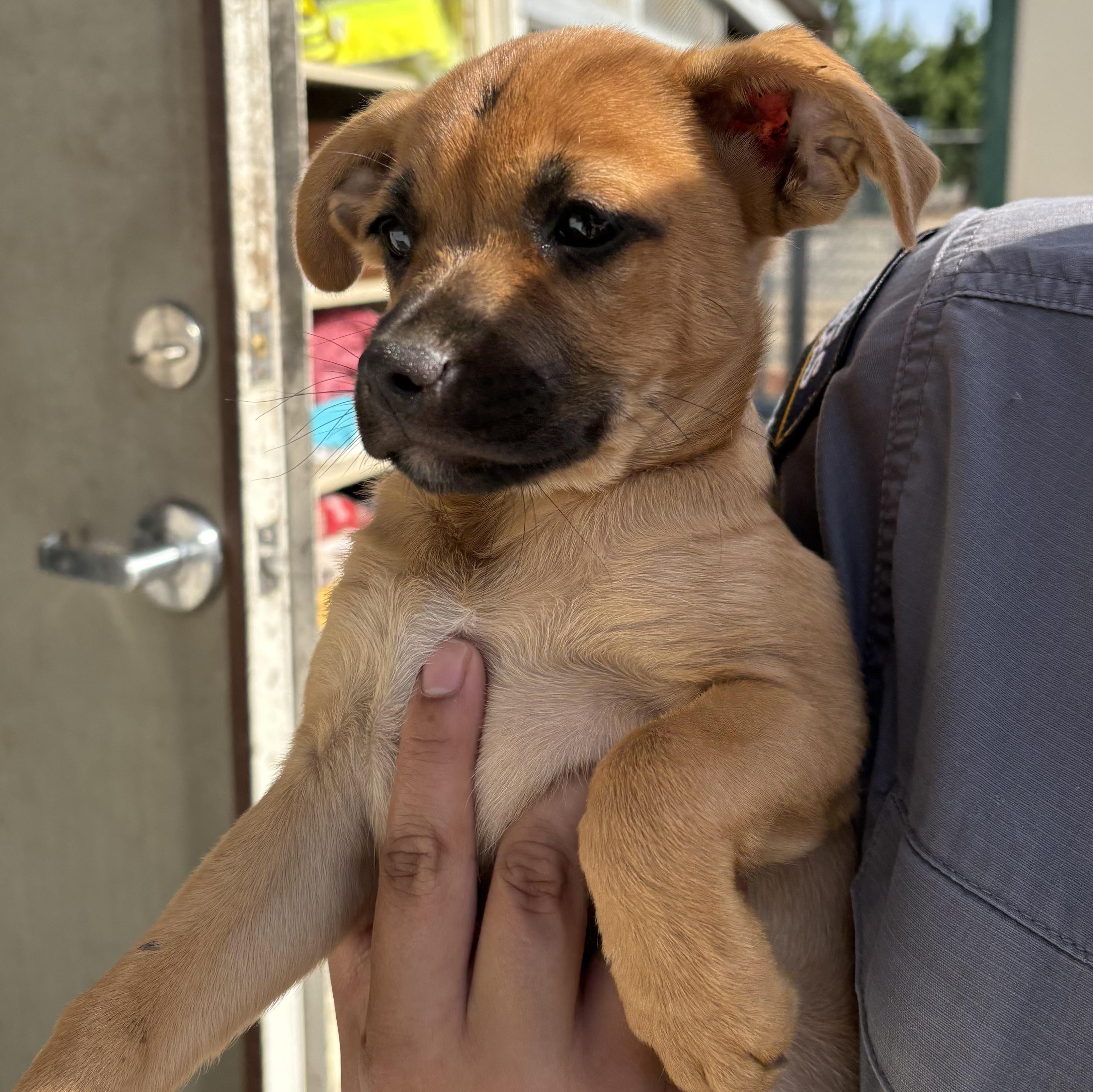 Enlarge Mikey, a ADOPTABLE mixed breed in Oakdale, CA image 1/1