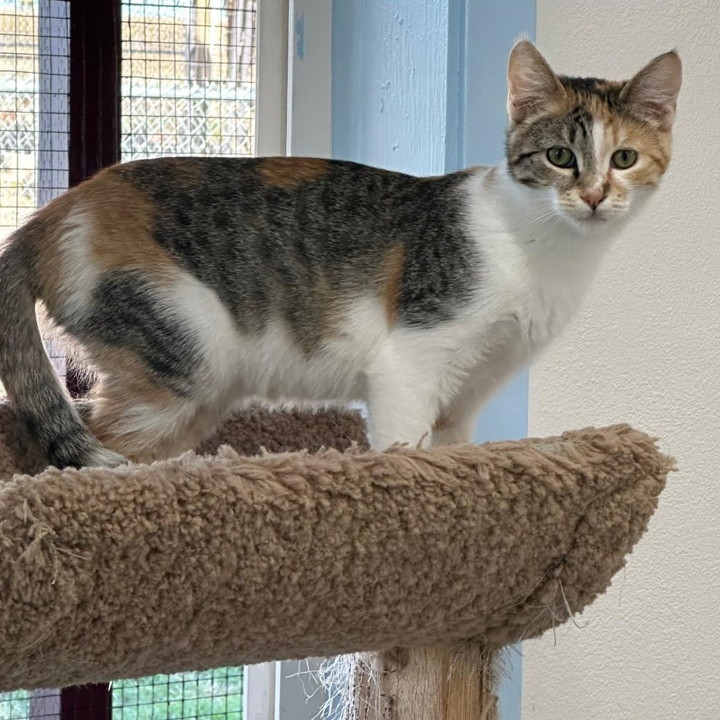 Enlarge Butterscotch, a Adoptable Calico in Fort Benton, MT image 1/1