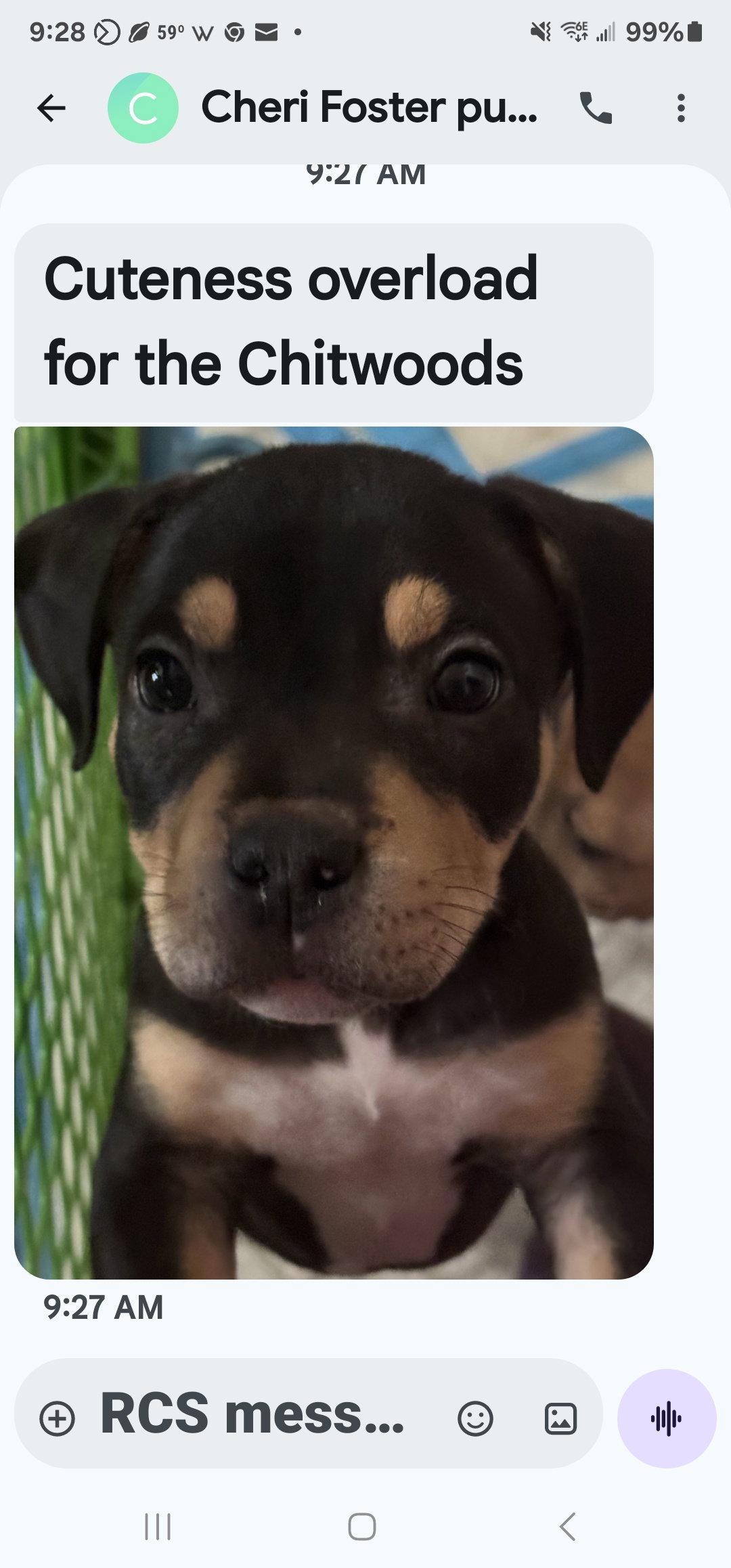 Emma, Adopted, Puppy Female Pit Bull Terrier & Rottweiler.