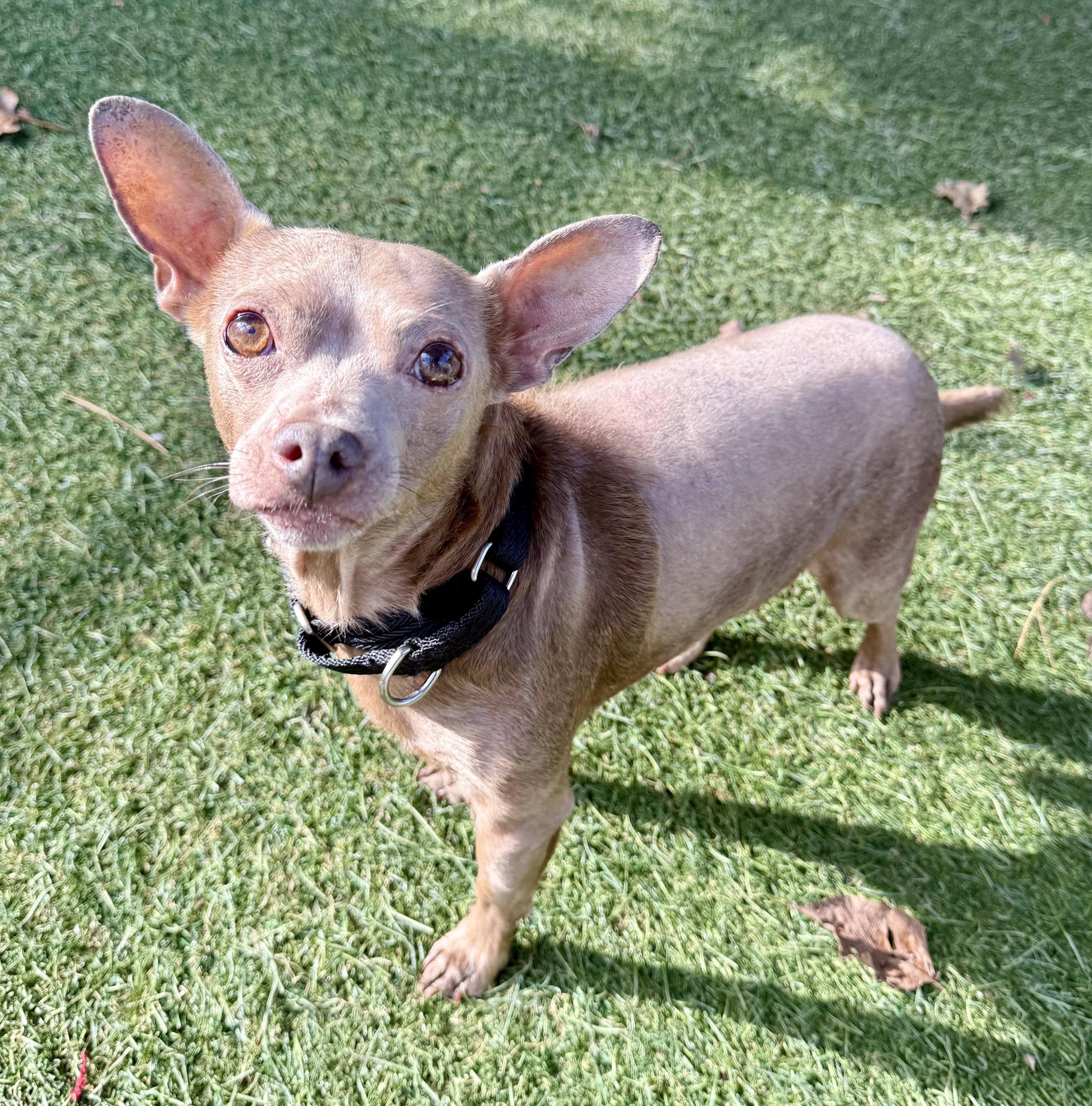 Norris, a Adoptable mixed breed in Sudbury, MA image 1/4