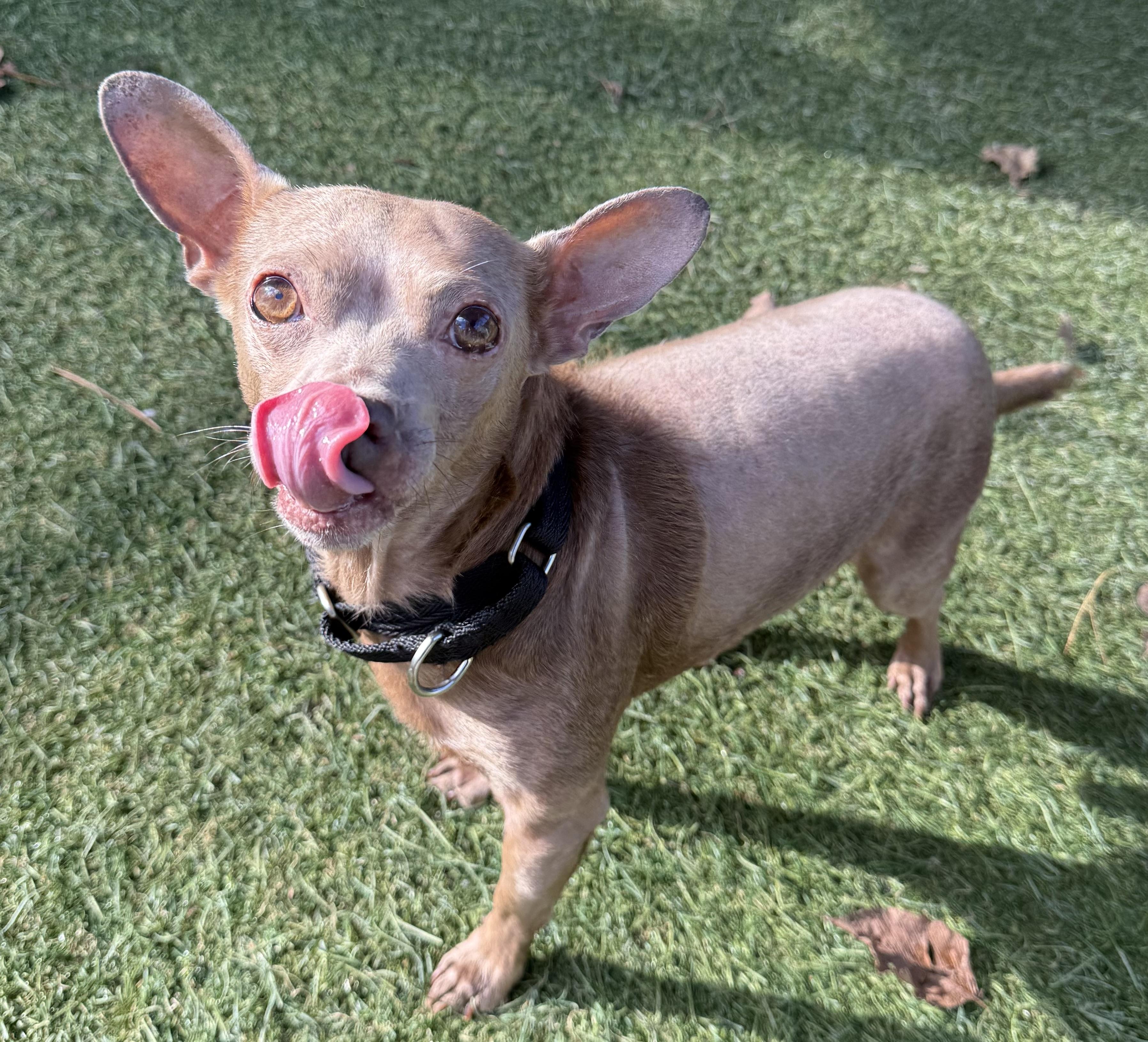 Norris, a Adoptable mixed breed in Sudbury, MA image 2/4