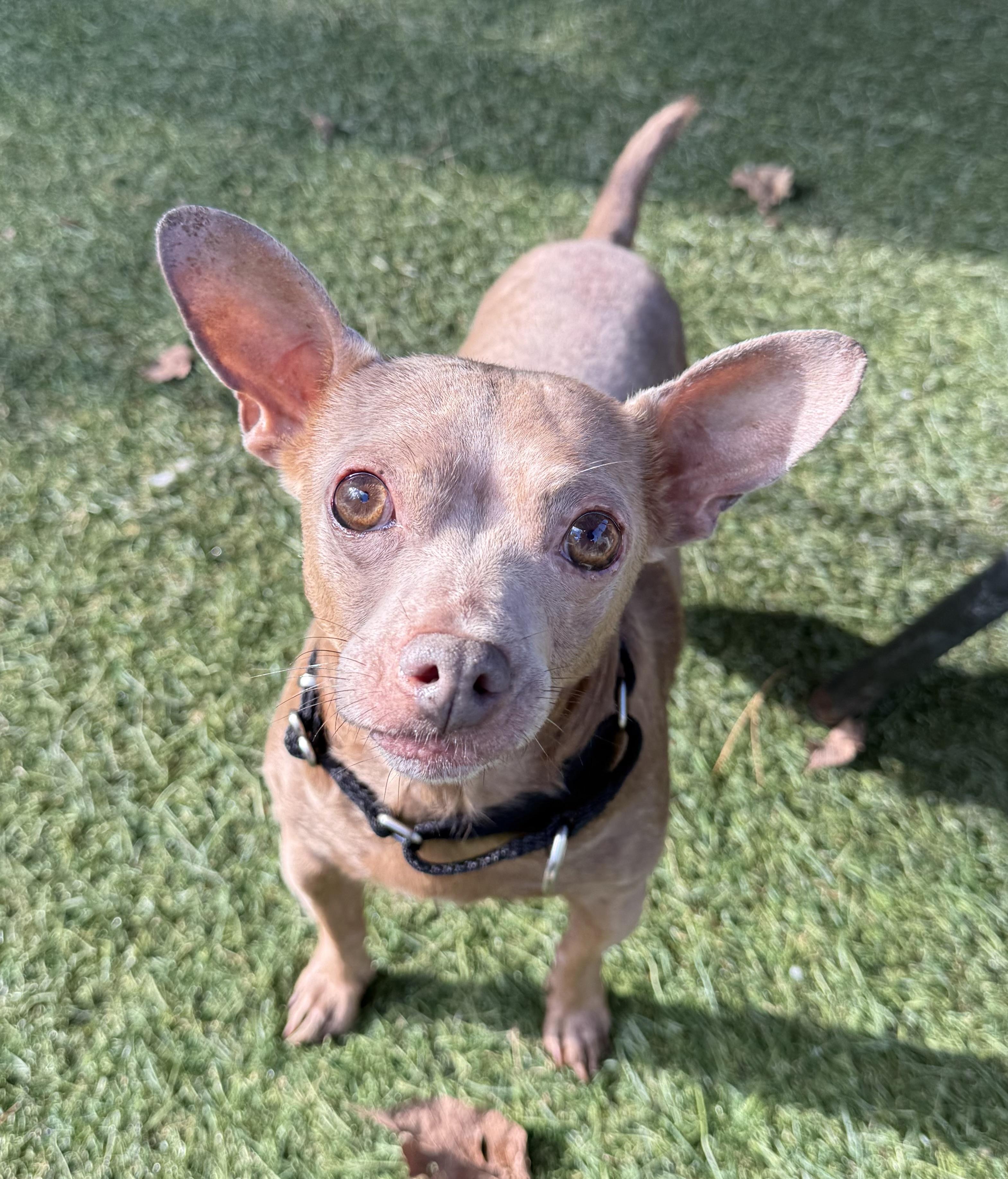 Norris, a Adoptable mixed breed in Sudbury, MA image 4/4