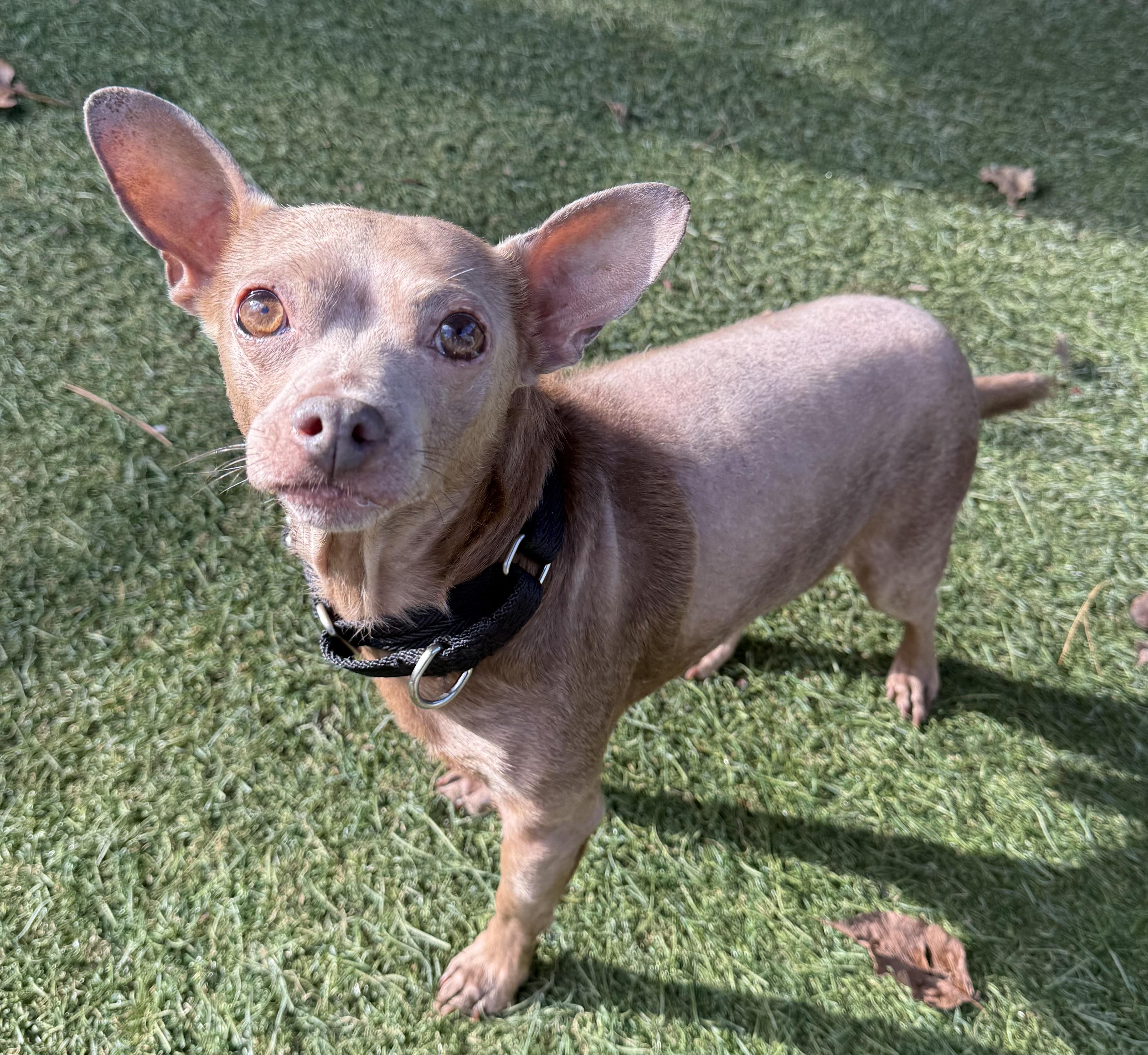 Norris, a Adoptable mixed breed in Sudbury, MA image 3/4