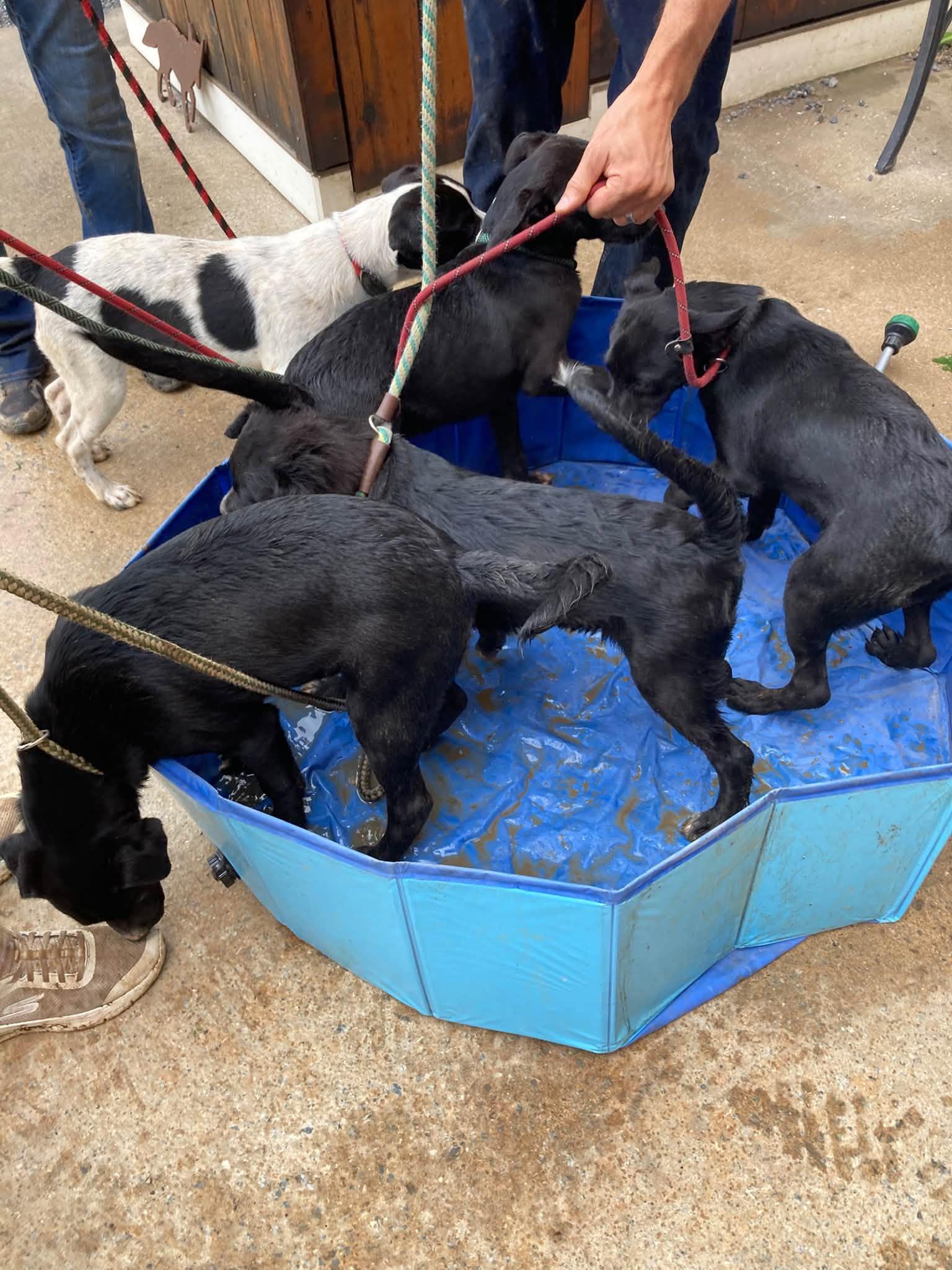 Lab Mix Pups Girls, Adoptable, Puppy Male Labrador Retriever.