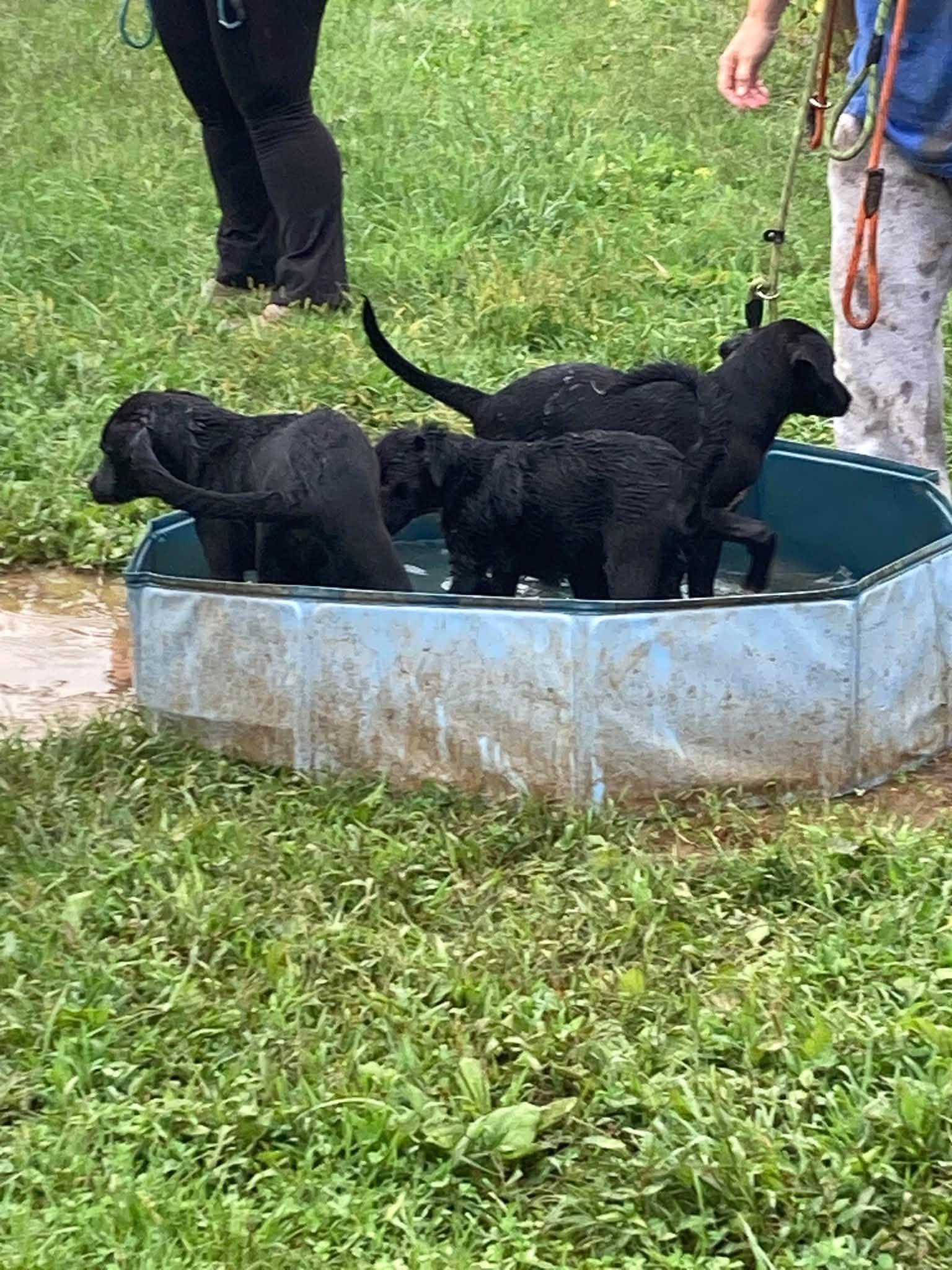 Enlarge Lab Mix Pups Girls, a Adoptable Labrador Retriever in Coatesville, PA image 2/3