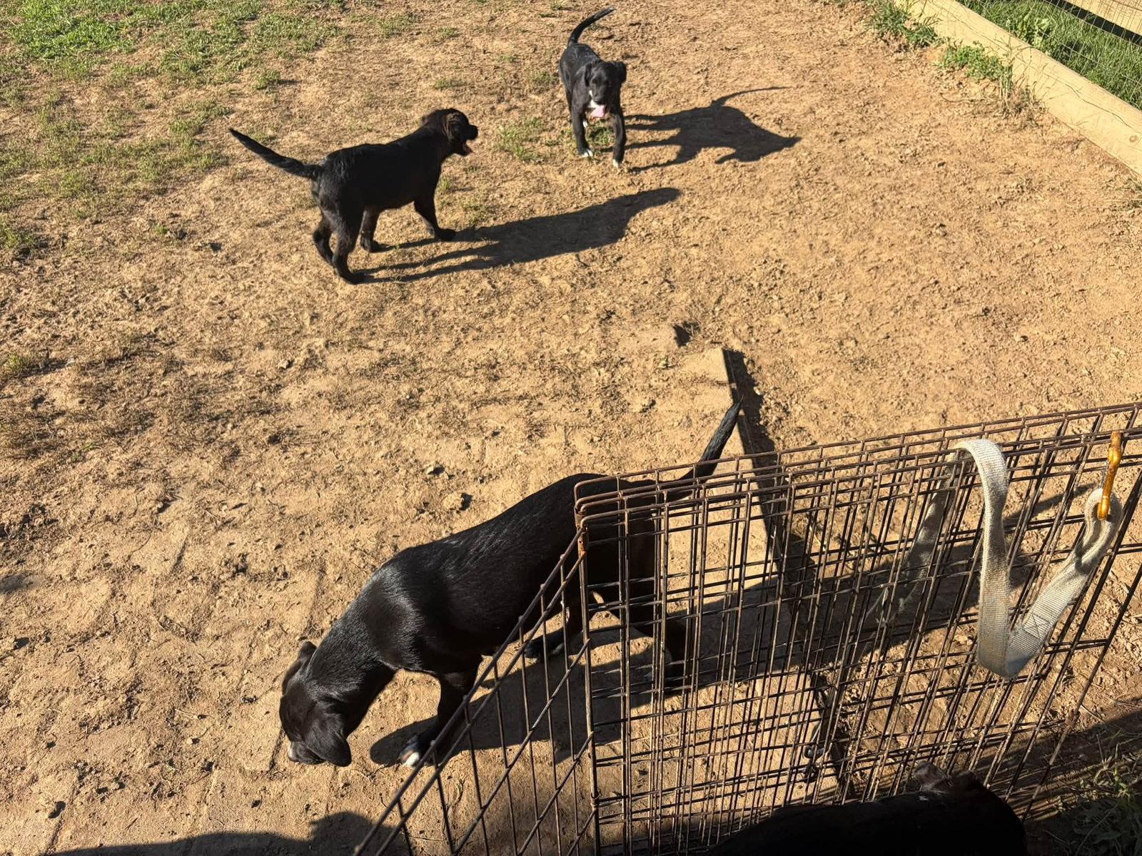Enlarge Lab Mix Pups Girls, a Adoptable Labrador Retriever in Coatesville, PA image 3/3
