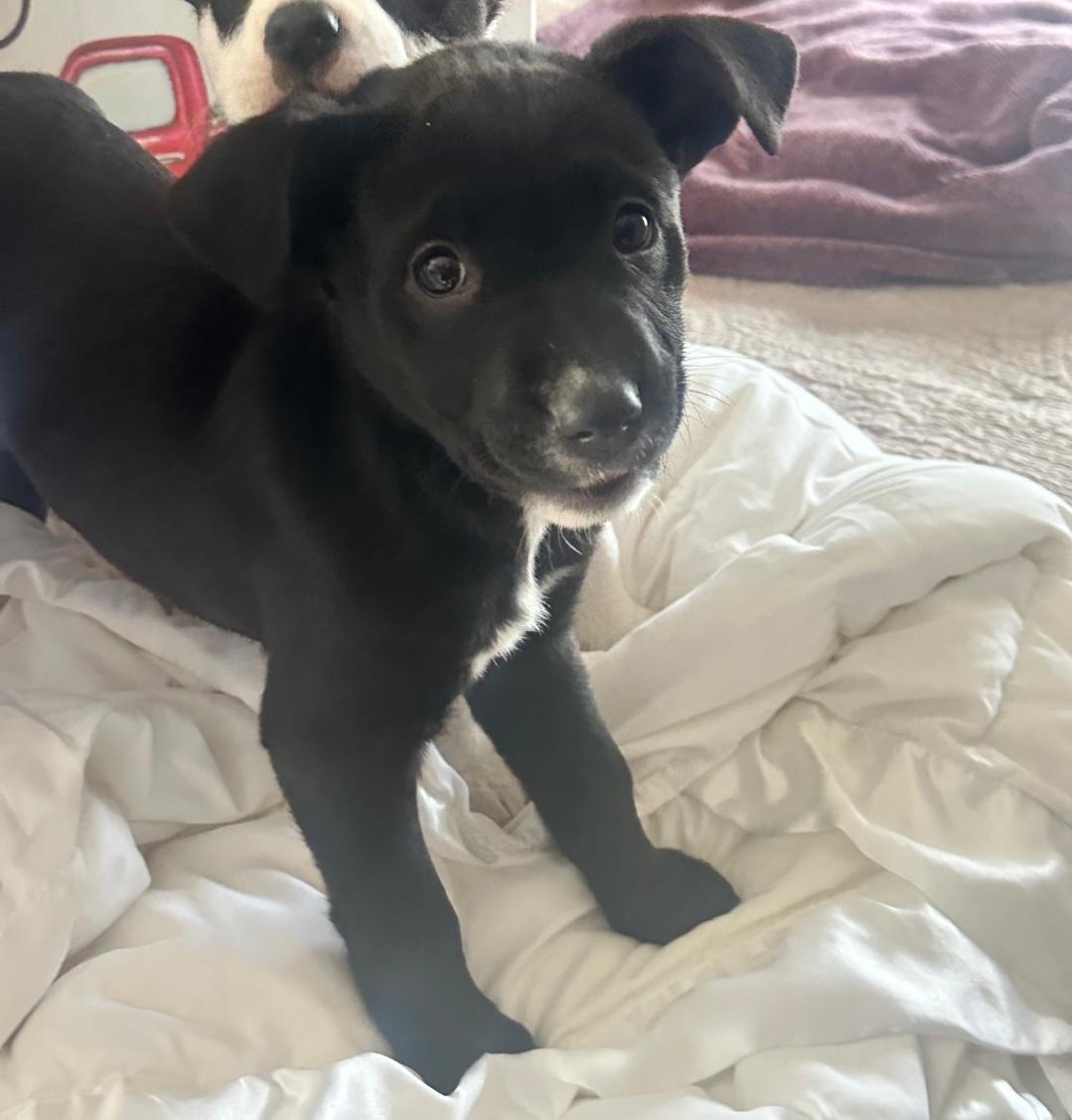 Enlarge Jersey, a ADOPTABLE mixed breed in Colonial Heights, VA image 2/2