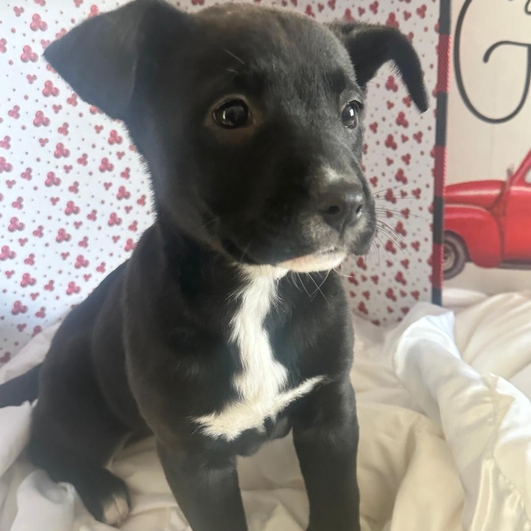 Enlarge Jersey, a ADOPTABLE mixed breed in Colonial Heights, VA image 1/2