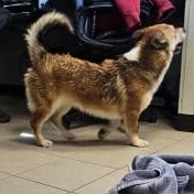 Breezy, an adopted mixed breed in Edgewood, NM image 1/2