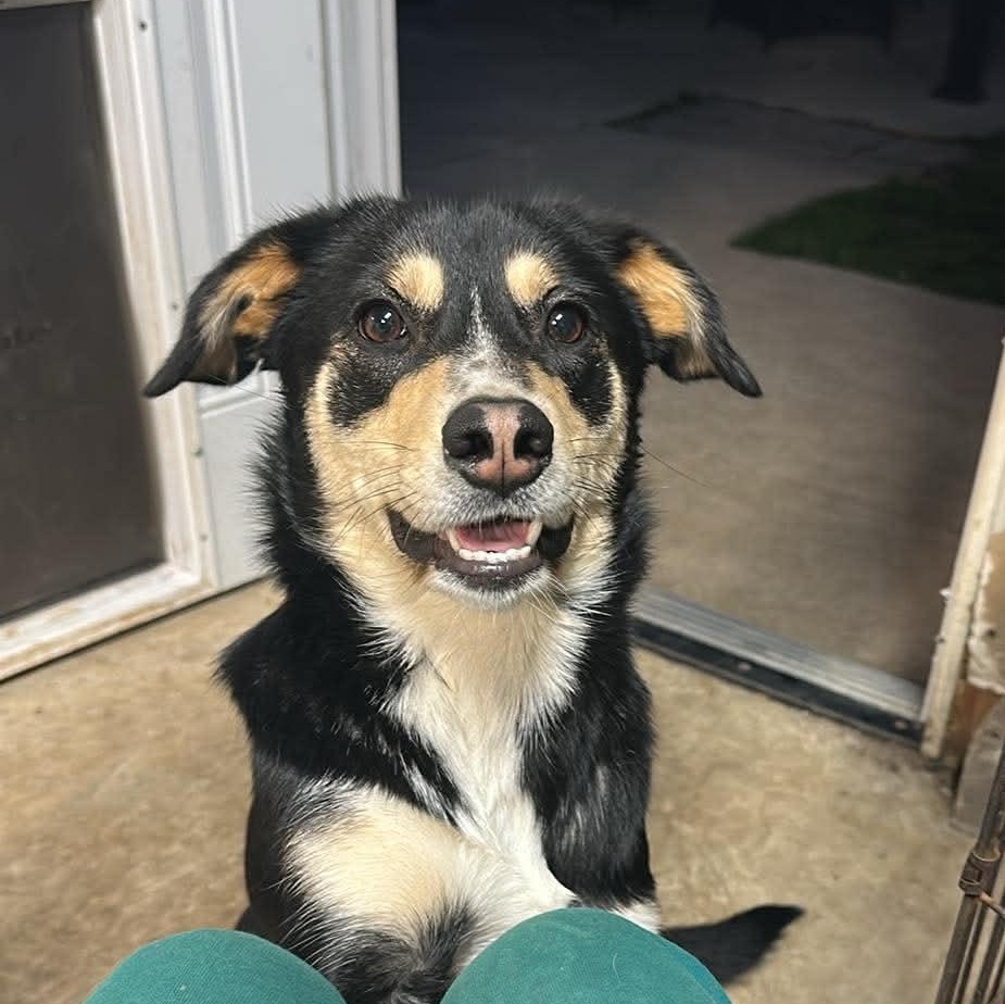 Chloe, ADOPTABLE, Young Female Collie.