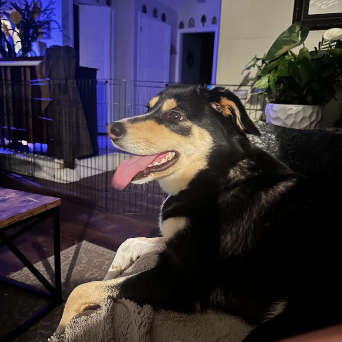 Enlarge Chloe, a Adoptable mixed breed in Richmond Hill, ON image 4/4