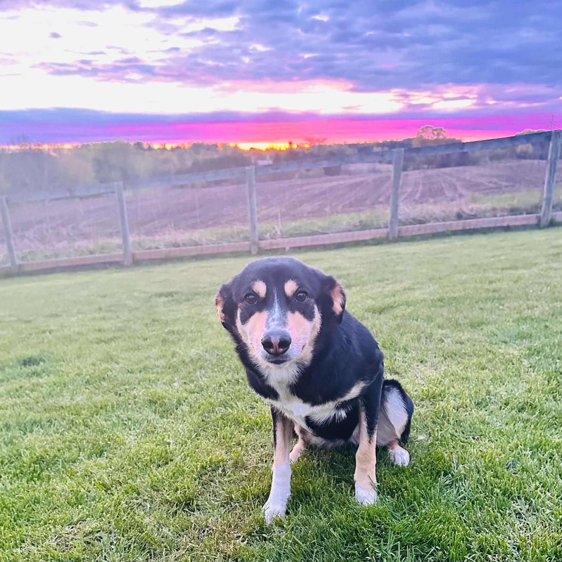 Chloe, ADOPTABLE, Young Female Collie.