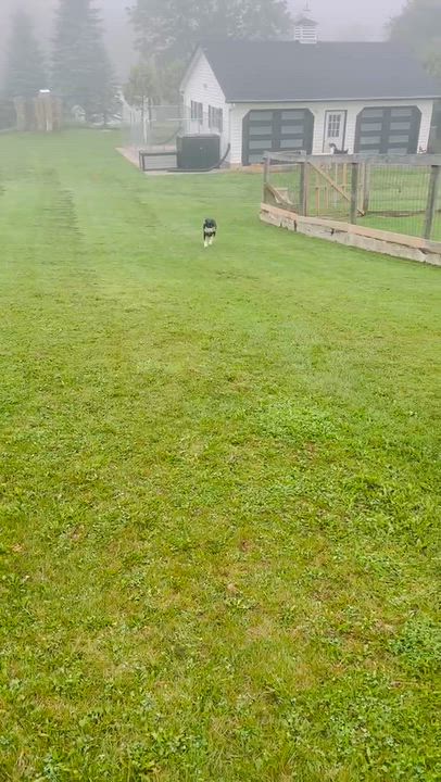 Enlarge Chloe, a Adoptable mixed breed in Richmond Hill, ON video 2/4