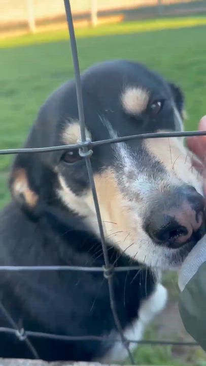Enlarge Chloe, a ADOPTABLE mixed breed in Richmond Hill, ON video 3/3